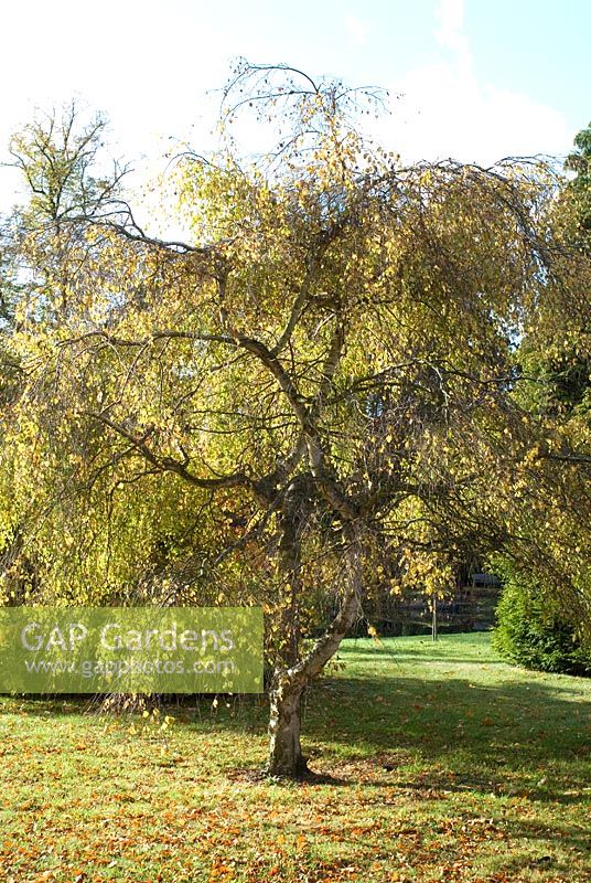 Betula - Bouleau aux couleurs automnales en octobre. Chippenham Park, Cambridgeshire. Ouvrir avec le NGS