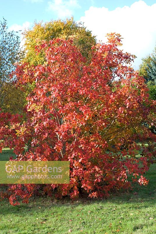 Cotinus - Smoke Bush avec la couleur d'automne en octobre. Chippenham Park, Cambridgeshire. Ouvrir avec le NGS