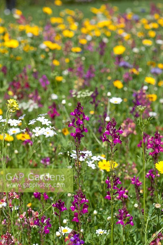 Prairie de fleurs sauvages avec des syphes sur Linaria Maroccana