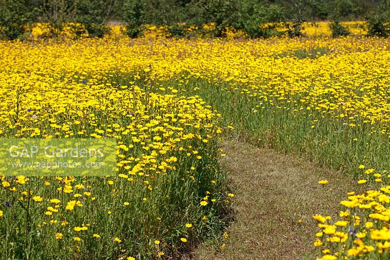 Chemin à travers la prairie de fleurs sauvages avec Chrysanthemum segetum - soucis de maïs
