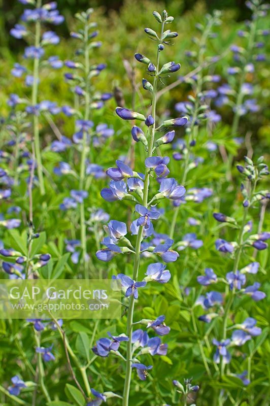 Thermopsis lanceolata