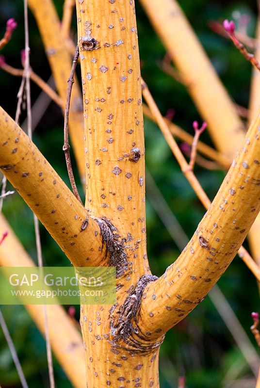 Acer rufinerve 'Erythrocladum' - Sir Harold Hillier Gardens, Hampshire, Royaume-Uni