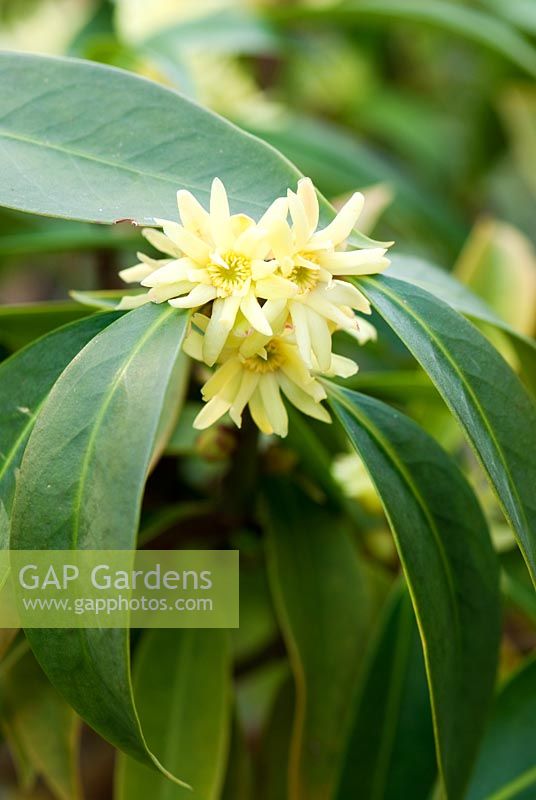 Illicium simonsii