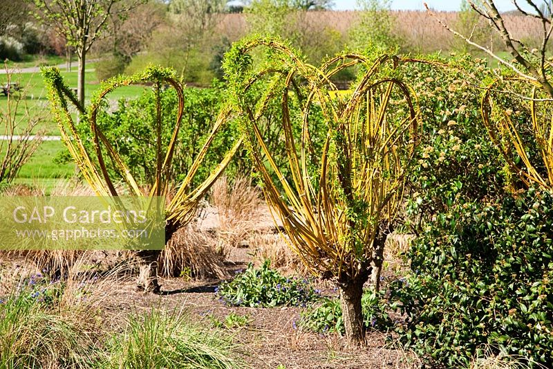 Salix - Saules à branches décoratives, attachés avec de la ficelle. RHS Garden Hyde Hall, Rettendon, Chelmsford, Essex, Royaume-Uni
