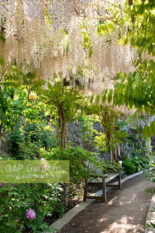 Banc en bois dans une arche avec Wisteria floribunda 'Multijuga'