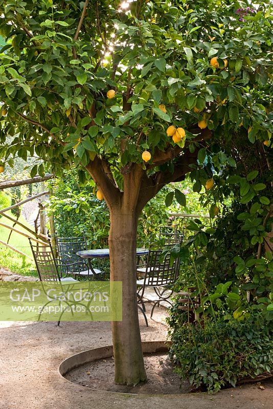 Un grand citronnier et des meubles de jardin en métal au jardin botanique du château de Trauttmansdorff, Merano, Italie
