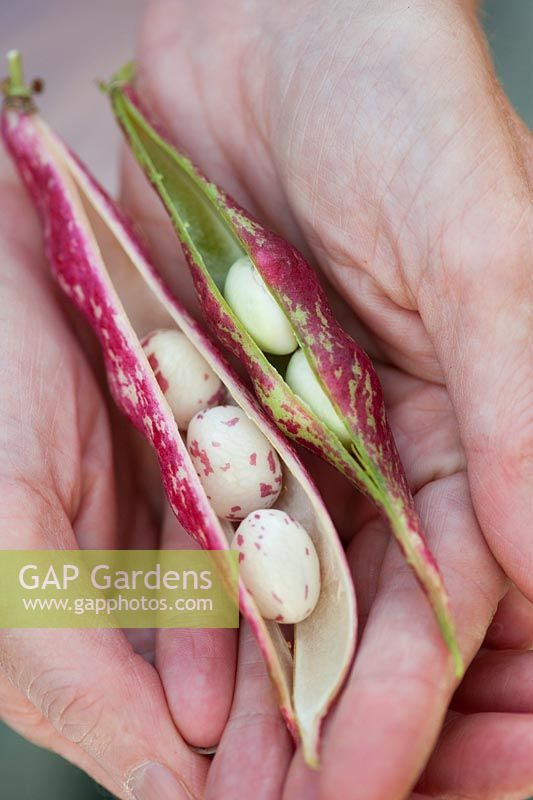 Phaseolus vulgaris - Jardiniers mains tenant des gousses de haricots Borlotti avec des haricots