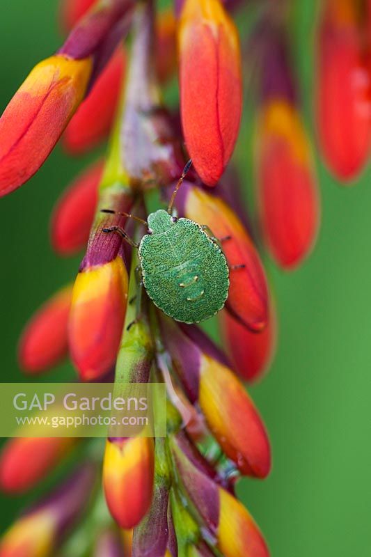 Palomena prasina - Nymphe verte du bouclier, nymphe du 4e stade larvaire sur les boutons floraux de la crocosmie