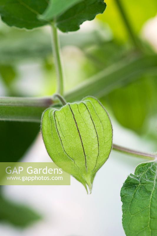 Physalis peruviana - Calice papyrusée de groseille du Cap tenant le fruit