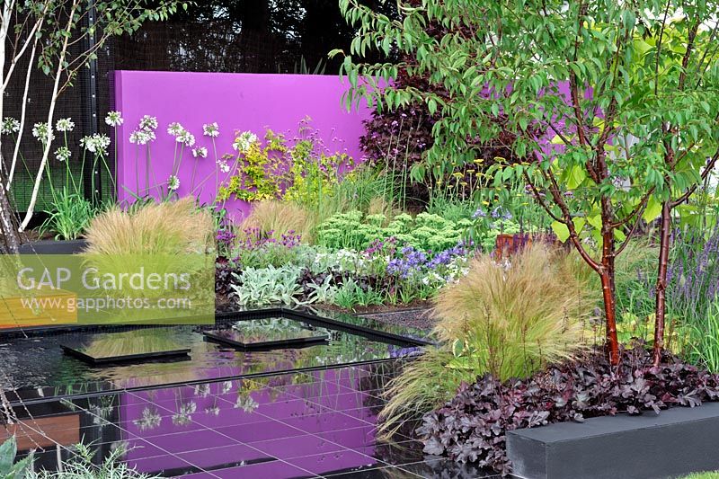 Plantation luxuriante et vibrante de jaune et d'or contrastant avec un mur violet. Jardin 'Sauvez une vie, laissez tomber le couteau'. Exposition florale RHS Tatton Park 2011