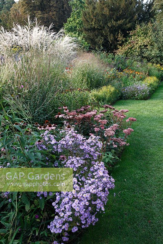 Jardin d'automne avec Miscanthus sinensis 'Undine', Sedum 'Matrona' et Aster