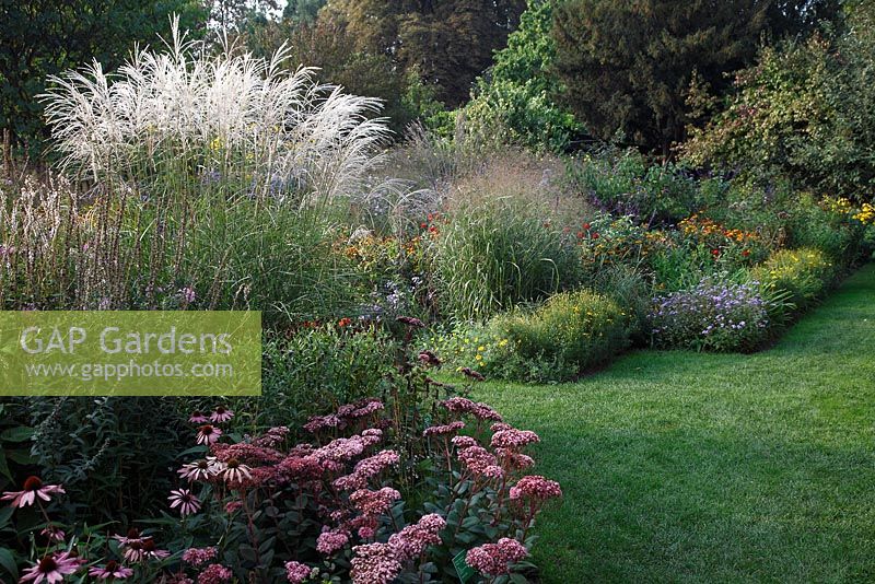 Jardin d'automne avec Miscanthus sinensis 'Undine', Sedum 'Matrona' et Aster