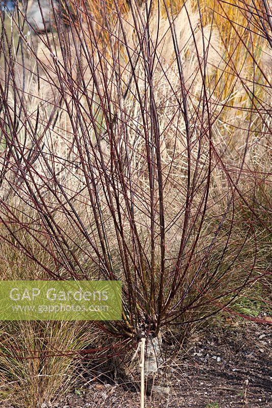 Salix daphnoides Continental Purple