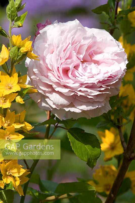 rosa - Rose 'James Galway'