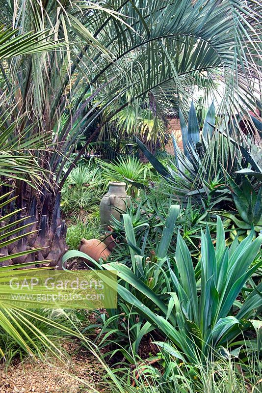 Jardin tropical urbain avec Butia capitata à droite, Beschorneria yuccoides - Beechwell House, Bristol