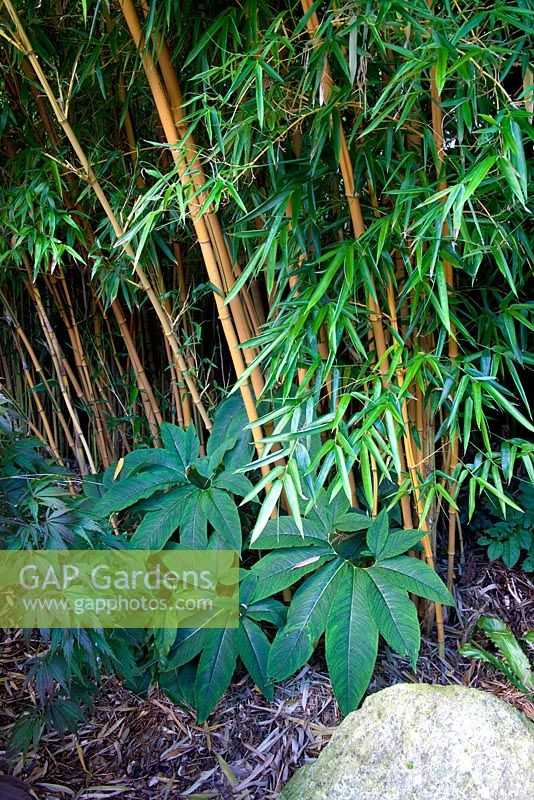 Phyllostachys vivax 'Aureocaulis' - Bambou et couvre-sol d'Arisaema dracontium