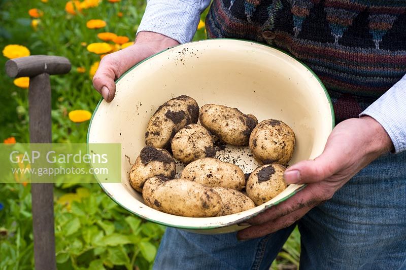Homme tenant un bol de premières pommes de terre précoces - var. 'Maris Bard'