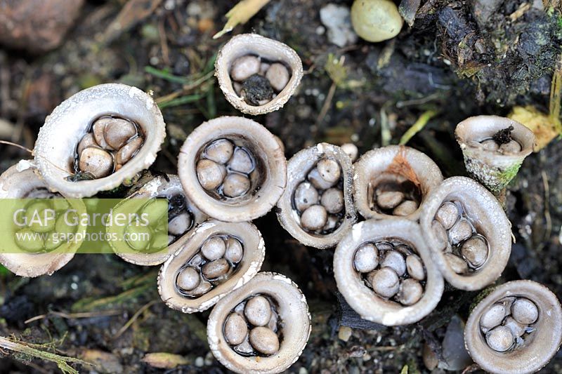 Cyathus olla - Field Birds Nest Fungi, vue rapprochée des organes de fructification, Norfolk, UK, septembre