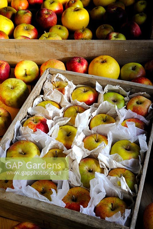Stockage de diverses variétés de pommes dans des plateaux en bois dans un hangar sans givre