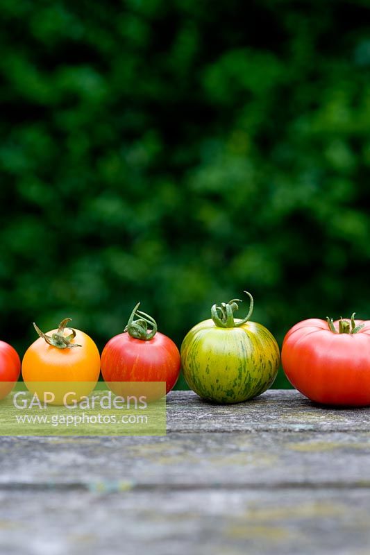 Variétés et couleurs variées de tomates en ligne 'Marmande' 'Golden Sunrise' 'Green Zebra' 'Tigerella'