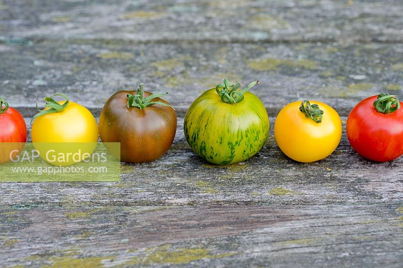 Variétés et couleurs mélangées de tomates dans la rangée 'Golden Sunrise', 'Green Zebra', 'Tigerella', ' Black Russian '