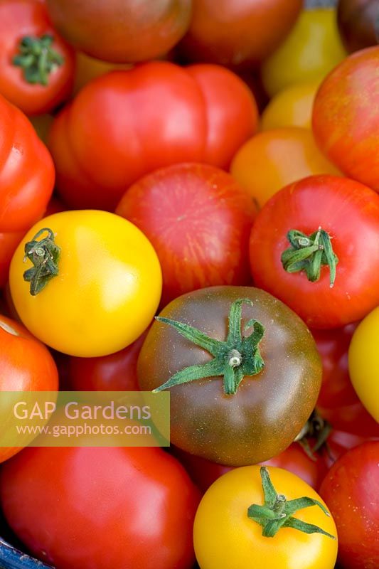 Gros plan de variétés mixtes de tomates, 'Marmande', ' Golden Sunrise ', ' Black Russian', ' Tigerella ',' Red Zebra '.