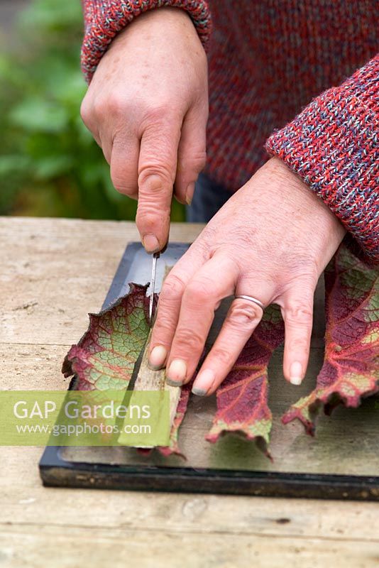 Prendre des boutures de feuilles d'un bégonia en utilisant la méthode du carré de feuilles - Couper en lanières avec un couteau