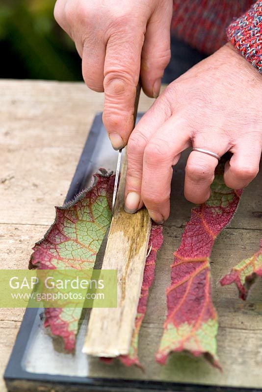 Prendre des boutures de feuilles d'un bégonia en utilisant la méthode du carré de feuilles - Couper en lanières avec un couteau