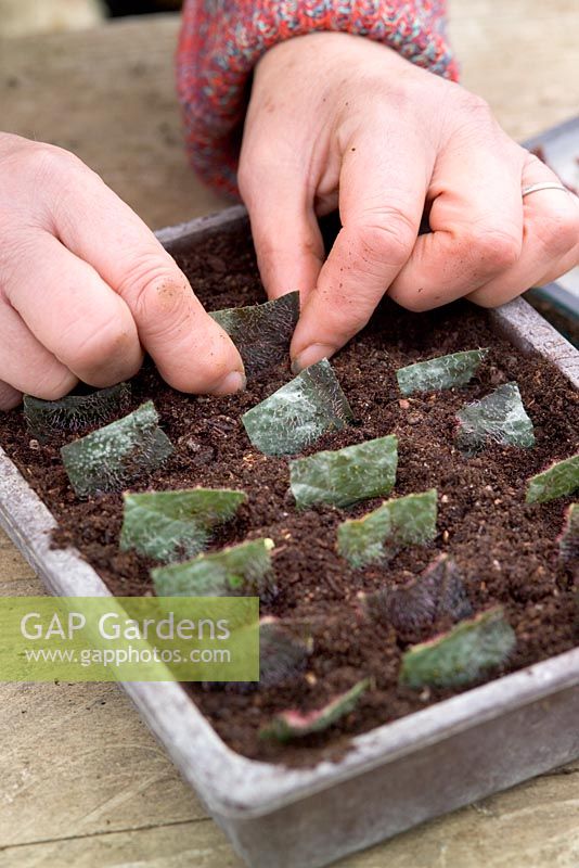 Prélèvement de boutures de feuilles d'un bégonia en utilisant la méthode du carré de feuilles - Plantation de boutures dans du compost