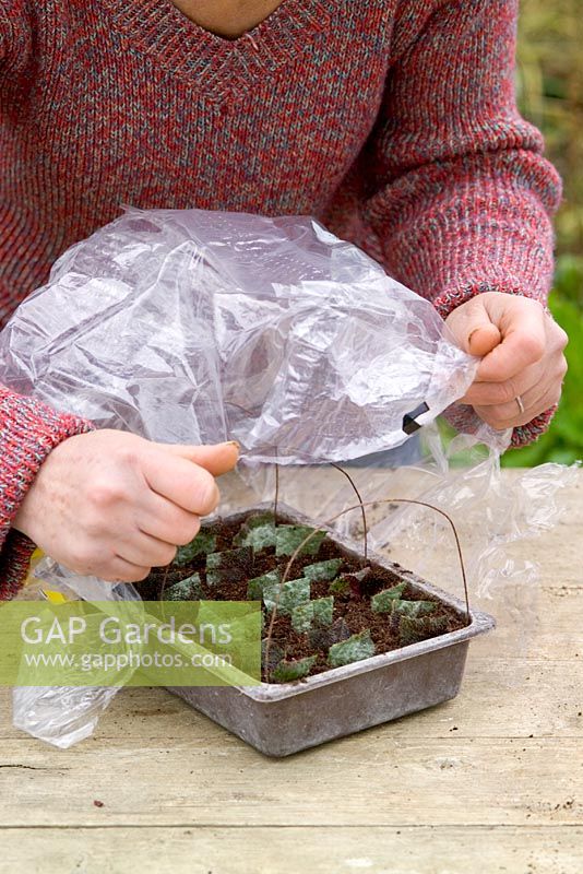 Prendre des boutures de feuilles d'un bégonia en utilisant la méthode du carré de feuilles - Couvrir le bac à graines avec un sac en plastique
