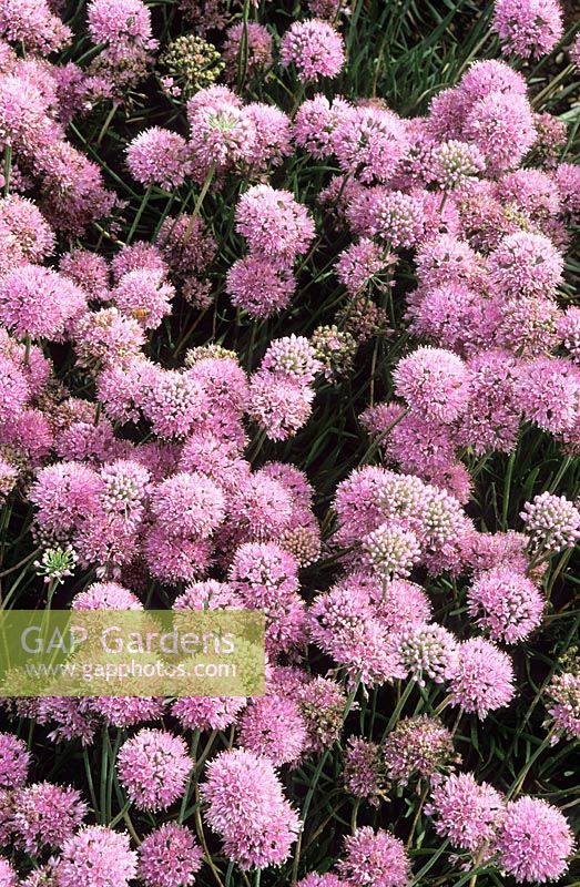 Allium senescens subsp. montanum