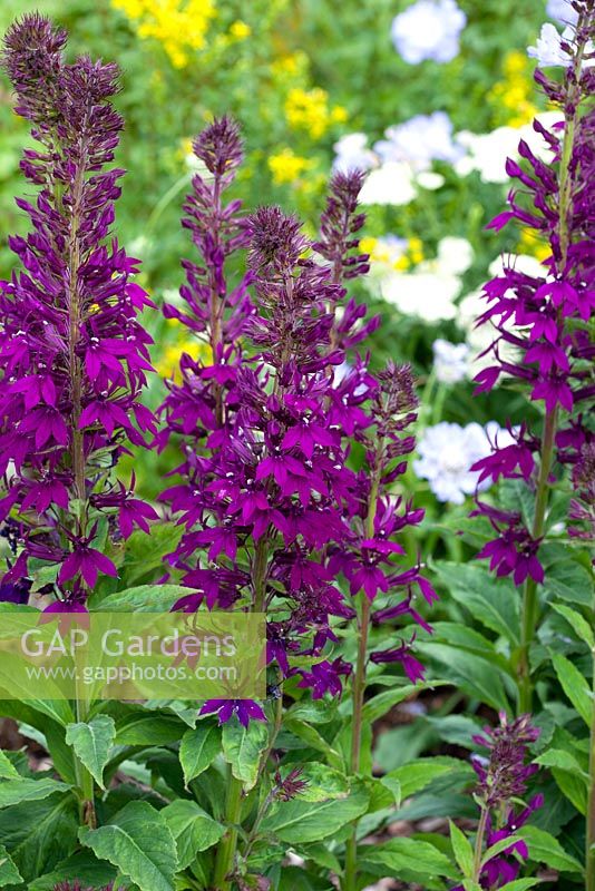 Lobelia 'Hadspen Purple' - Fleur cardinale