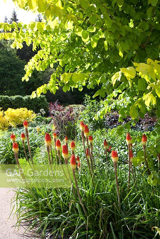 Kniphofia 'Atlanta' en parterre de fleurs au RHS Garden Rosemoor, Devon