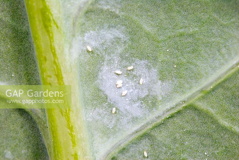 Aleyrodes proletellaon - Aleurode du chou avec des œufs sur une feuille de brocoli pourpre