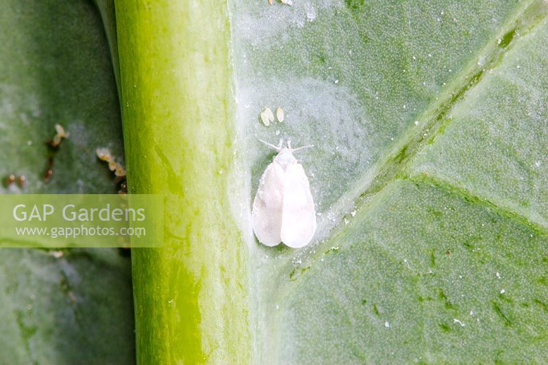 Aleyrodes proletellaon - Aleurode du chou avec des œufs sur une feuille de brocoli pourpre