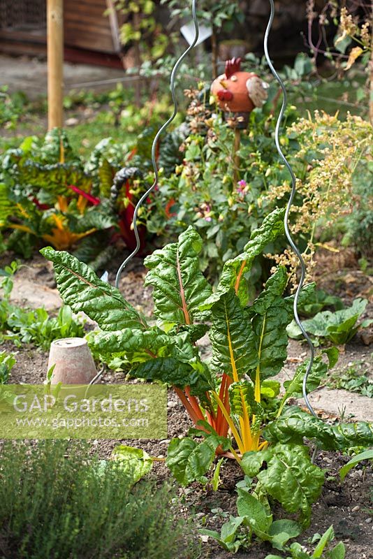 Jardin potager avec Beta vulgaris 'Bright Lights' - Bette à carde, Garden Towanda, Mistelbach Autriche
