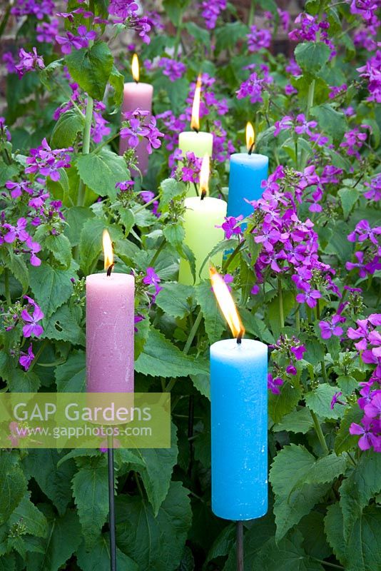 Bougies parmi les Lunaria annua violettes - Honnêteté à Perch Hill