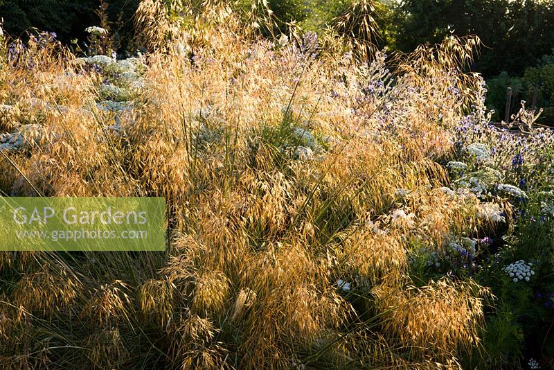 Stipa gigantea rétroéclairé dans le jardin de coupe à Perch Hill. Herbe à plumes géantes, Avoine dorée