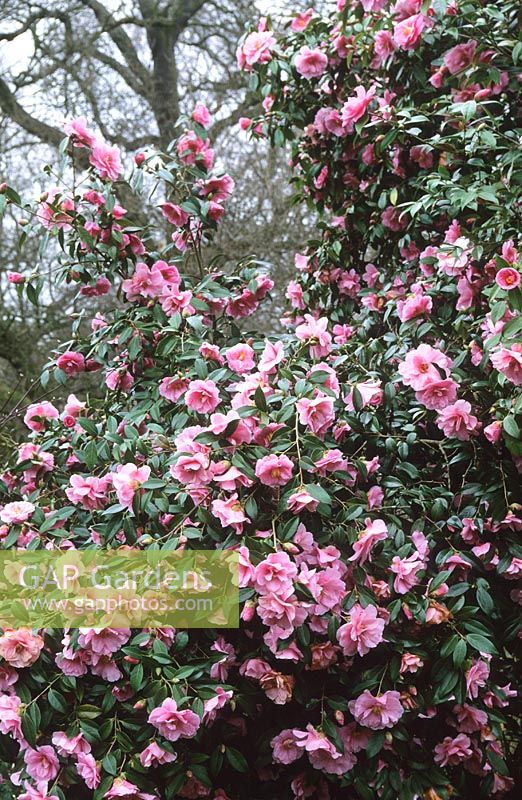 Camellia williamsii 'Don'