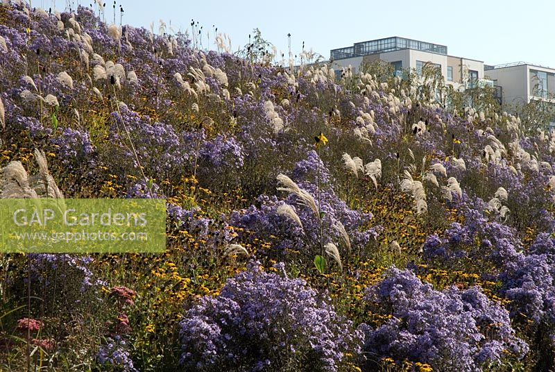 Bank of Prarie planting with Purple Asters, Rudbeckia and grasses, Athletes 'Village in the background - Olympic Park London, Septembre 2011