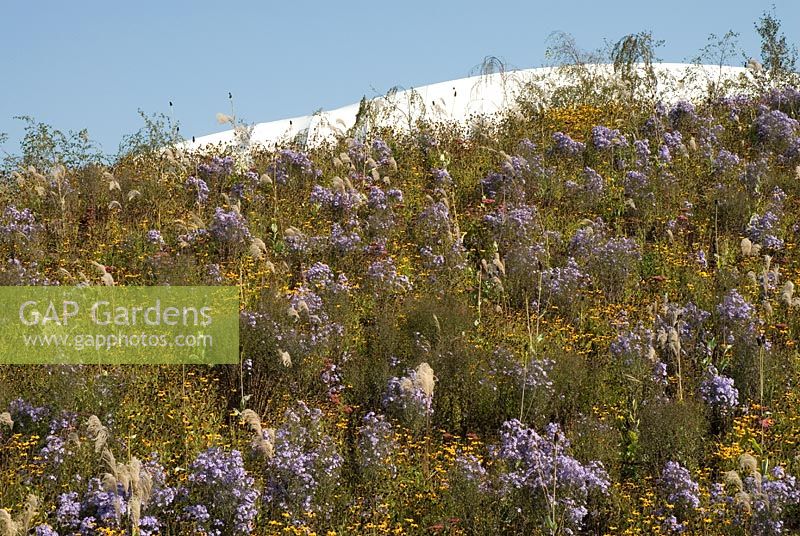 Parc olympique de Londres, banque de Prarie avec plantation d'asters violets, de Rudbeckia et d'herbes, toit de la Basketball Arena en arrière-plan.