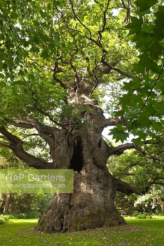 Quercus robur - Majesté Fredville Oak, Nonington, Kent Angleterre. Le plus grand arbre anglais le plus ancien, septembre