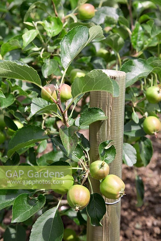 Malus - Pomme 'Greensleeves' cultivée comme une étape