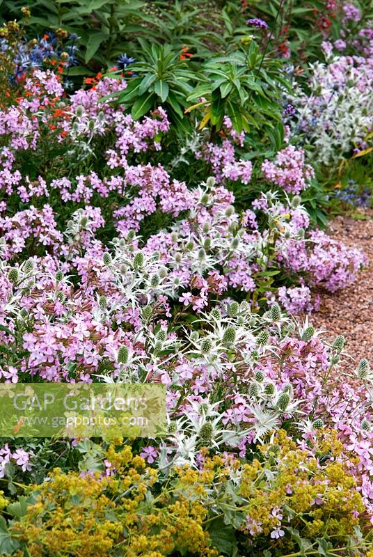 Saponaria x lempergii 'Max Frei' avec Eryngium giganteum argenté 'Silver Ghost', Alchemilla mollis et Zauschneria californica à fleurs écarlates - Holbrook Garden, Tiverton, Devon, UK