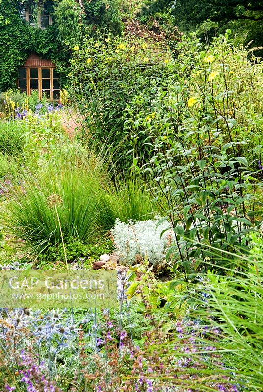 Jardin en pierre au sud de la maison comprend Salvia forsskaolii, grand Helianthus microcephalus jaune et Artemisia alba 'Canescens' - Holbrook Garden, Tiverton, Devon, UK