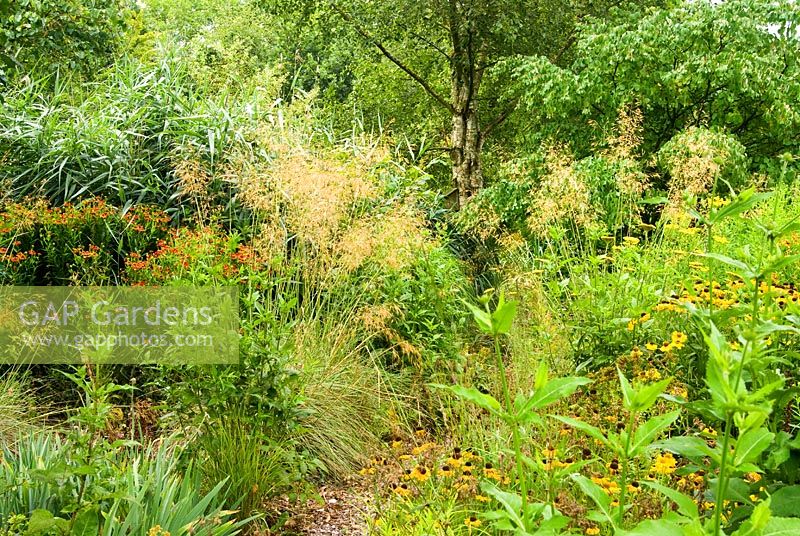 Heleniums tels que H. 'El Dorado', et graminées dont Stipa gigantea dans le jardin humide - Holbrook Garden, Tiverton, Devon, UK