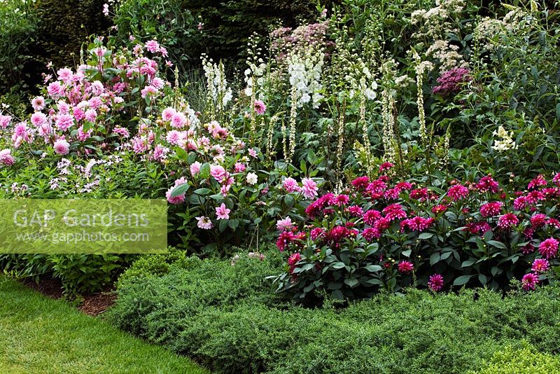 Parterre de fleurs de fin d'été - Dalia 'Perle d'Heemstede', Galerie Dahlia Art Nouveau (Série Galerie), Verbascum chaixii 'Album', Campanula lactiflora 'Loddon Anna'