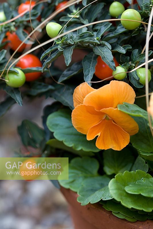Herbe ornementale, Solanum capsicastrum - Cerise d'hiver et alto - Pensées en pot en terre cuite en automne