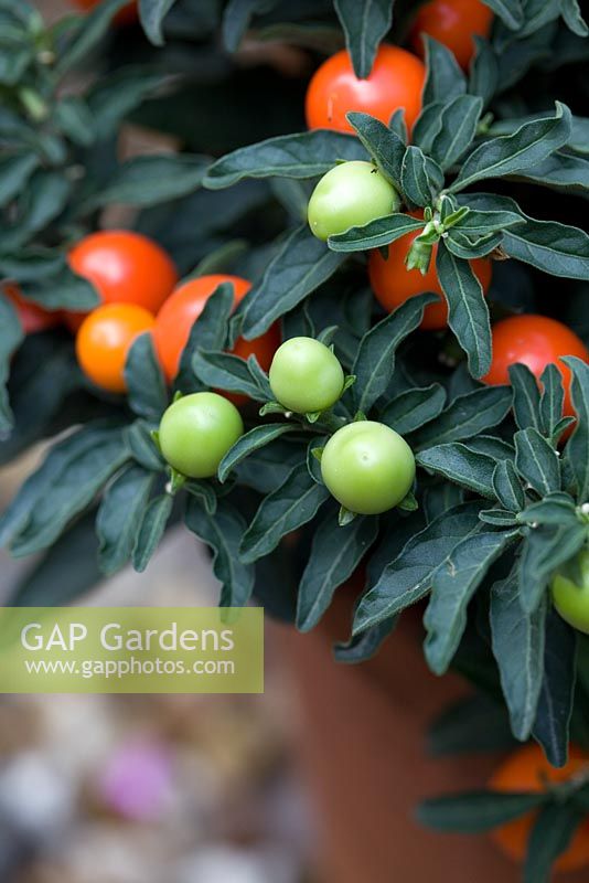 Solanum capsicastrum - Cerise d'hiver en pot en terre cuite en automne