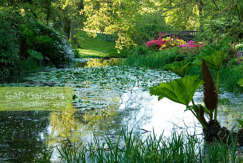 Des rives colorées des azalées bordent un côté du ruisseau, tandis que des pâturages ouverts parsemés d'arbres matures s'élèvent de l'autre côté - Minterne, Minterne Magna, Dorset, UK